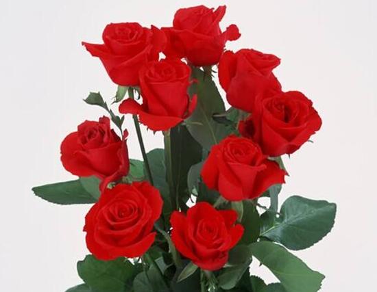 玫瑰花多久澆一次水，玫瑰花怎么澆水