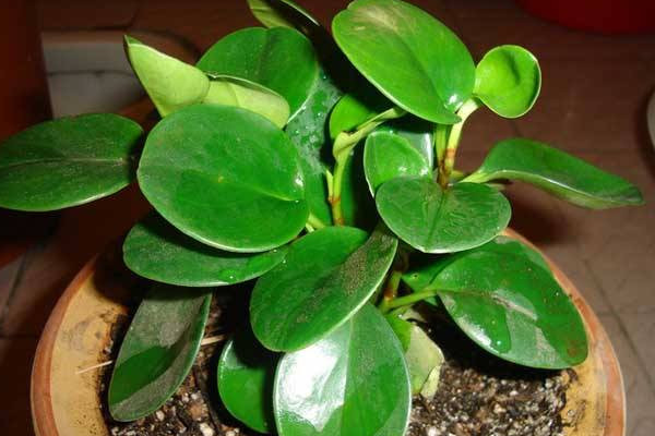 碧玉長高了怎么修剪，摘心打頂/疏枝剪葉等