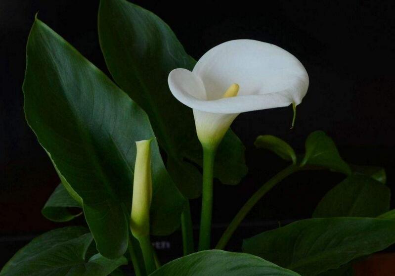 馬蹄蓮的寓意是什么，最適合送給朋友和品格高尚的人