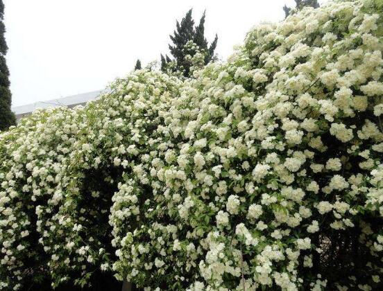 薔薇花的種類，薔薇花最受歡迎八大品種