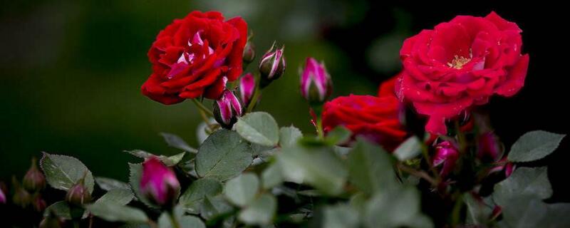 薔薇有刺和沒刺的區(qū)別