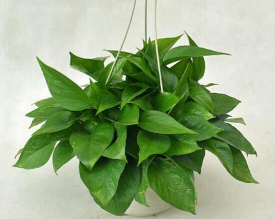 綠蘿怎么養(yǎng)長得快茂密，綠蘿的養(yǎng)殖方法
