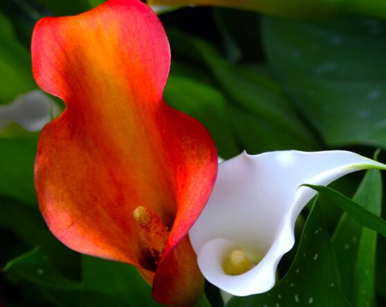 海芋和馬蹄蓮的區(qū)別，教你三種區(qū)別方法(形態(tài)/花序/價(jià)值)