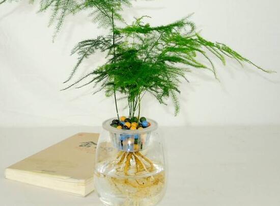 文竹可以水培嗎，文竹水培方法及步驟