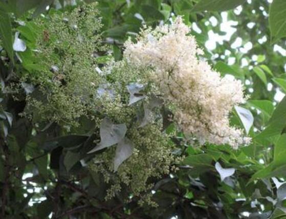 六月雪怎么澆水，六月雪澆水方法