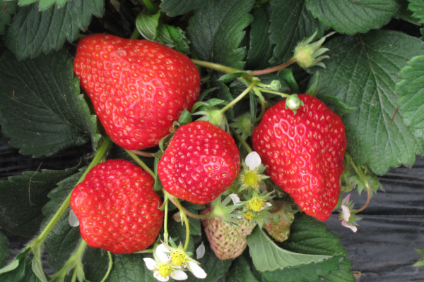 關(guān)于草莓的知識