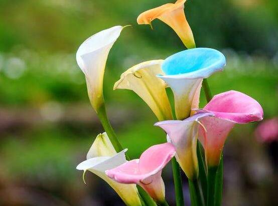 送馬蹄蓮花代表什么，不同顏色不同寓意(最深的祝福)