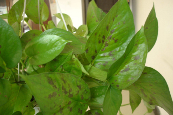 綠蘿葉子長黑斑怎么辦，升溫除蟲/透氣遮強光