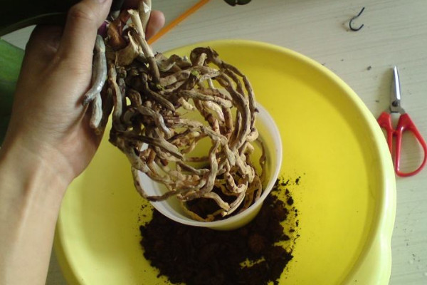 蝴蝶蘭怎么換盆，春末夏初時(shí)節(jié)最宜進(jìn)行操作