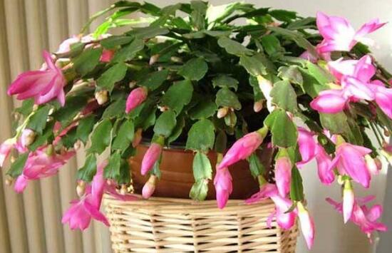 蟹爪蘭一年開幾次花，蟹爪蘭花語是什么