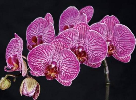 蝴蝶蘭的品種有哪些，蝴蝶蘭品種及圖片大全