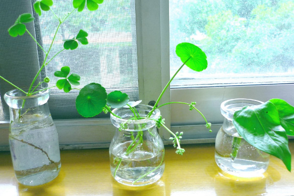 綠蘿幾月份扦插最好，4~8月份晴朗日子都可扦插