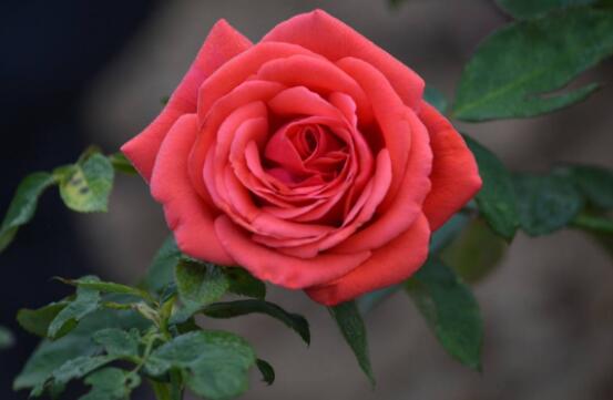 月季和玫瑰的區(qū)別，最直觀的三種分辨方法