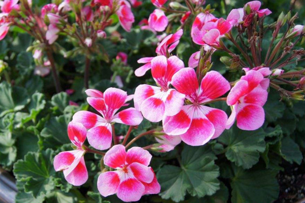 石臘紅怎么養(yǎng)，5步教你養(yǎng)好石臘紅