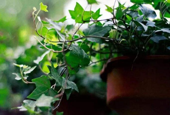 常春藤的作用，綠化環(huán)境凈化空氣