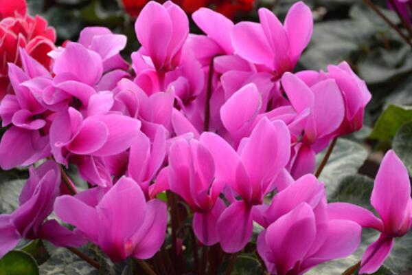 仙客來(lái)開(kāi)花后怎么處理，仙客來(lái)花后養(yǎng)護(hù)方法