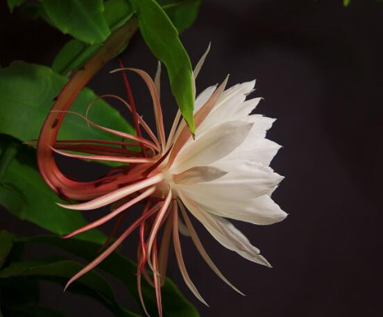 曇花怎么澆水，不同季節(jié)不同澆水量(見干見濕)