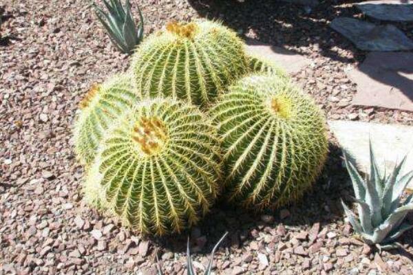 仙人球吸收甲醛嗎，其實(shí)仙人球吸收甲醛能力一般