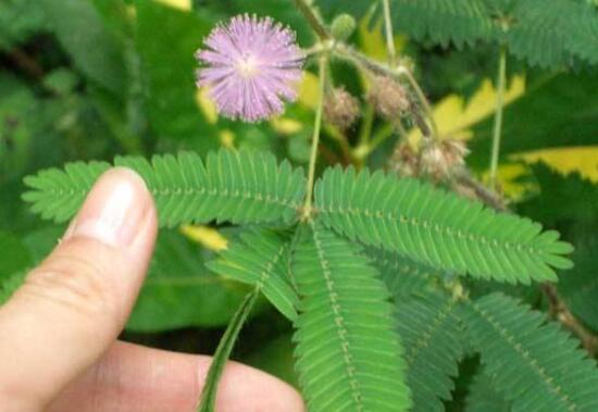 含羞草怎么養(yǎng)，含羞草的養(yǎng)殖方法和注意事項