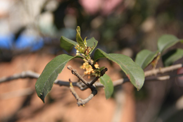 四季桂葉尖干枯怎么辦，給水施肥遮蔽強(qiáng)光