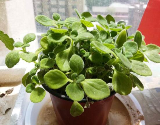 碰碰香長的太長怎么辦，及時(shí)修剪頭部/不斷進(jìn)行扦插繁殖