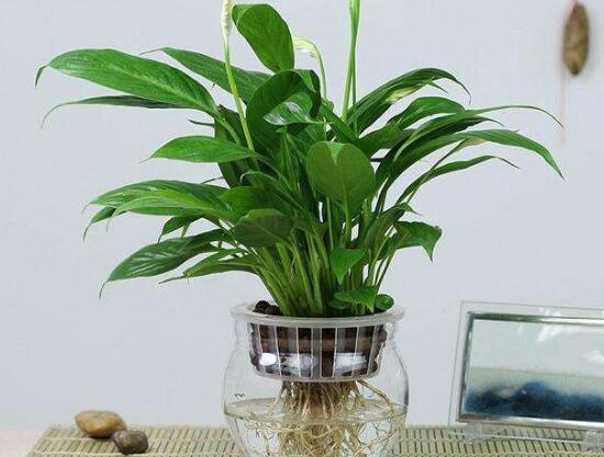 一帆風順可以水培嗎，一帆風順水培養(yǎng)殖方法