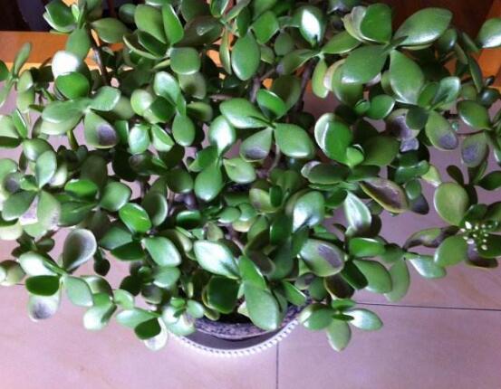 玉樹常見的病蟲害防治，教你四種辦法簡單學(xué)會