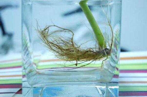 橡皮樹泡水生根的方法，3個(gè)步驟讓你橡皮樹深根固柢