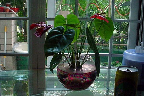 紅掌怎么繁殖，常見有分株、播種、扦插三種繁殖方法