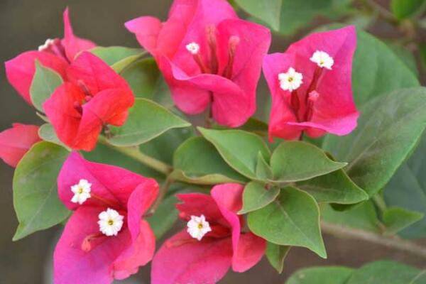 三角梅為什么掉葉子，可能是土壤不適、光照過強(qiáng)導(dǎo)致