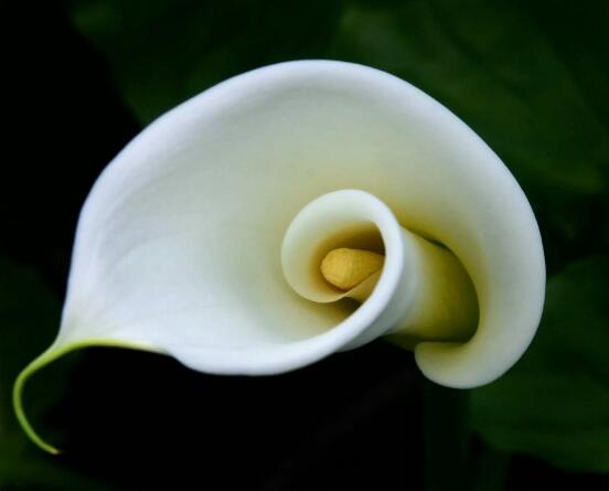 欣賞最好看馬蹄蓮圖片花語，代表著忠貞不渝，永結(jié)同心