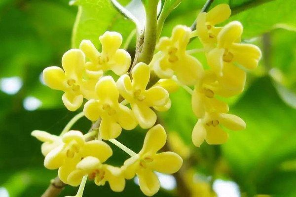 盆栽桂花怎么過冬，控溫停肥/減少水分/適當(dāng)光照