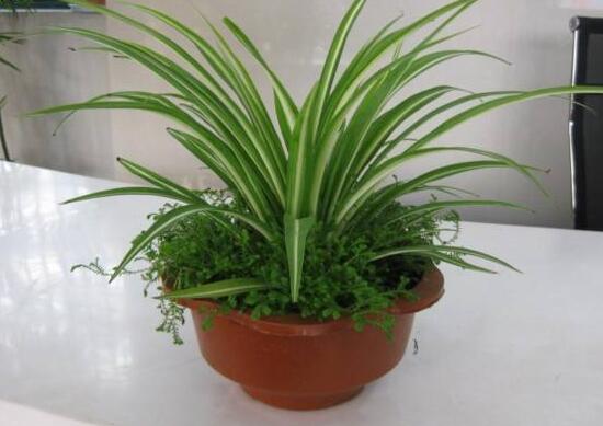 吊蘭有哪些品種，吊蘭的品種圖片大全