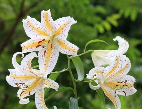 哪種百合花最香，白、黃、粉、狐尾百合香飄四溢