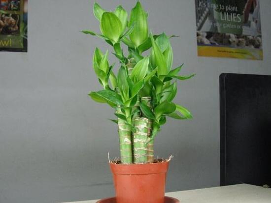 富貴竹可以土養(yǎng)嗎，富貴竹怎么土養(yǎng)