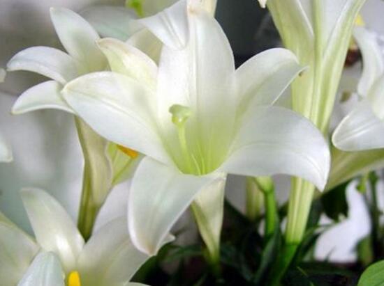 百合花可以水培嗎，水培百合花的養(yǎng)殖方法