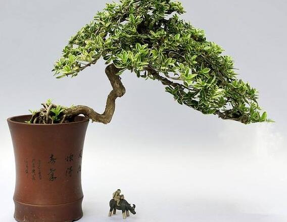 六月雪的養(yǎng)殖方法和注意事項(xiàng)，夏天要注意高溫死苗