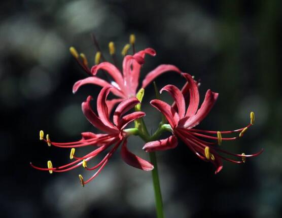 彼岸花語，不同國家不同花語/中國、朝鮮、日本