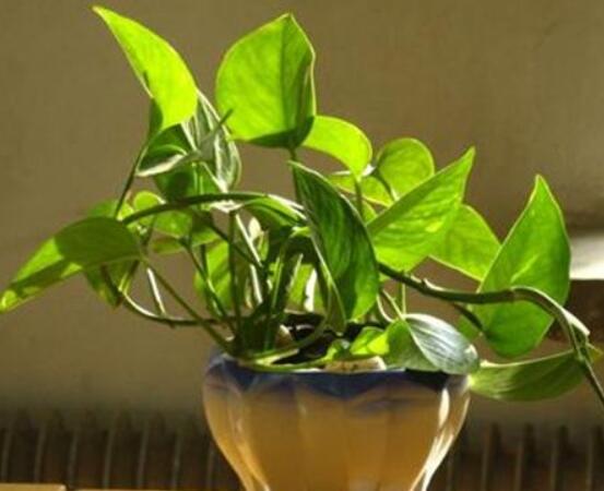 家里養(yǎng)綠蘿的禁忌，盤點(diǎn)居家最常見五個(gè)禁忌位置