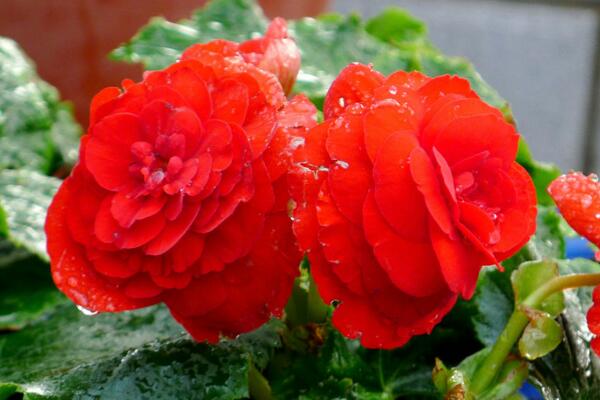 四季海棠花的養(yǎng)殖方法，掌握最關(guān)鍵的5大技巧