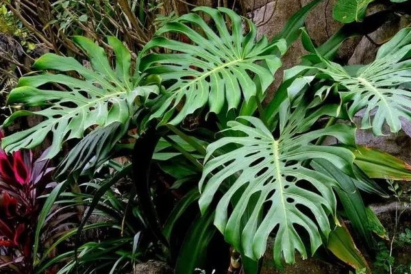 龜背竹的養(yǎng)殖方法和注意事項(xiàng)