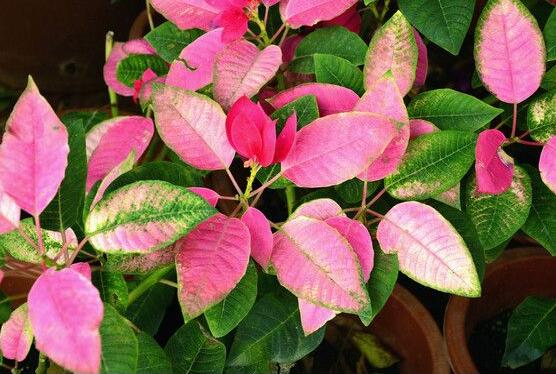 一品紅什么時(shí)候開花，一品紅在每年12月至翌年2月開花