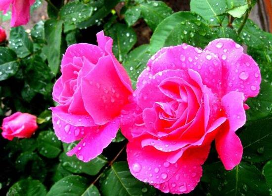 月季花花期是什么時(shí)候，月季花什么時(shí)候開花