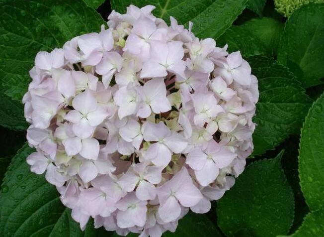 八仙繡球花的養(yǎng)殖方法，注意土壤質(zhì)量和澆水方式很重要