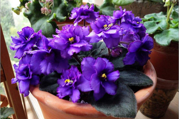 非洲堇秋天怎么養(yǎng)，光照適宜、水分充足