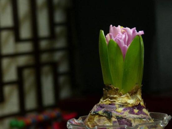 風信子好種嗎，做好這五點就能生根發(fā)芽(存活率高)