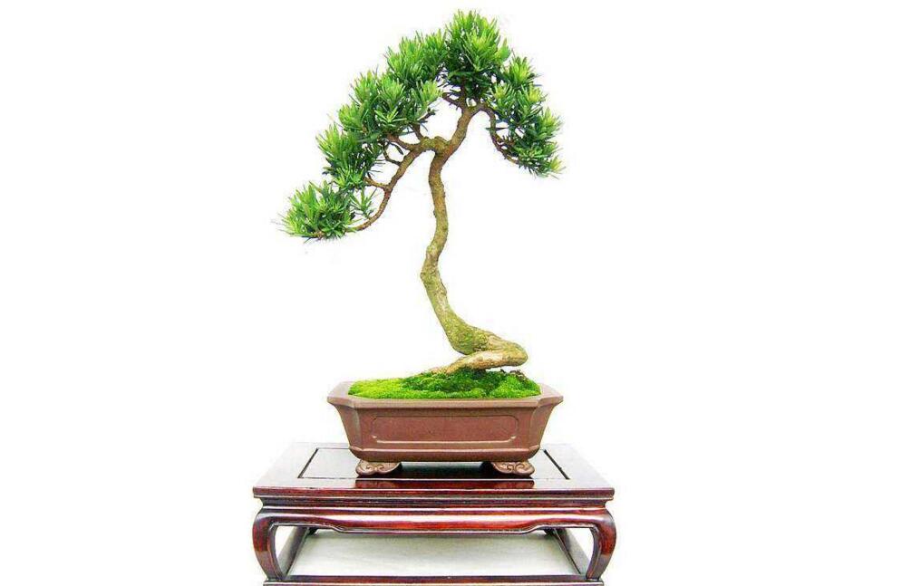 小葉羅漢松怎么養(yǎng)，掌握最佳的養(yǎng)殖方法最重要