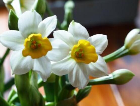 水仙花有毒嗎，有毒小心別當(dāng)菜吃