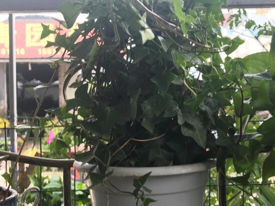 常春藤有什么風(fēng)水作用，常春藤的功效與作用