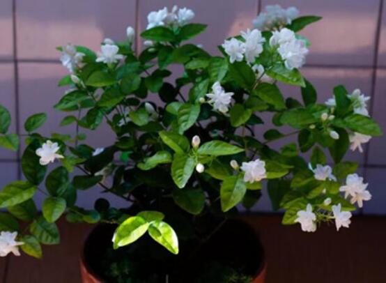 室內(nèi)養(yǎng)茉莉好嗎，殺滅病菌、美化環(huán)境、清神醒目